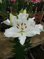 [4488 PO76 White Mark No02.JPG]